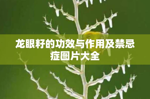 龙眼籽的功效与作用及禁忌症图片大全
