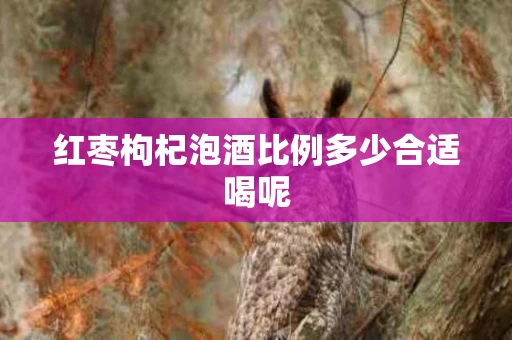 红枣枸杞泡酒比例多少合适喝呢