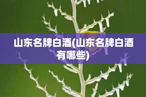 山东名牌白酒(山东名牌白酒有哪些)