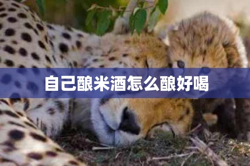 自己酿米酒怎么酿好喝