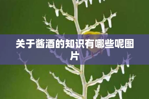 关于酱酒的知识有哪些呢图片 关于酱酒的知识有哪些呢图片