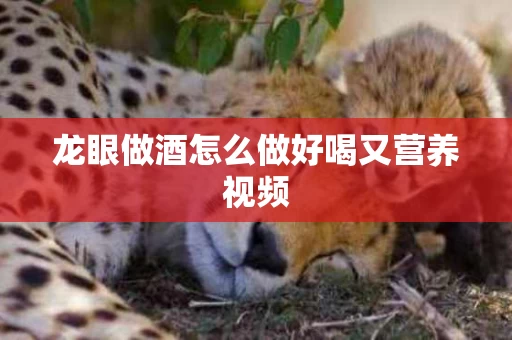 龙眼做酒怎么做好喝又营养视频
