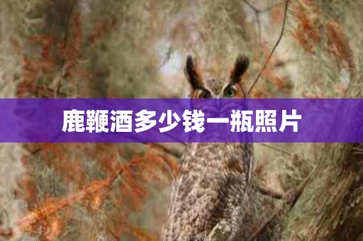 鹿鞭酒多少钱一瓶照片