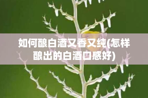 如何酿白酒又香又纯(怎样酿出的白酒口感好)
