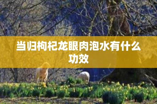 当归枸杞龙眼肉泡水有什么功效