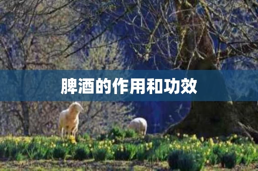 脾酒的作用和功效
