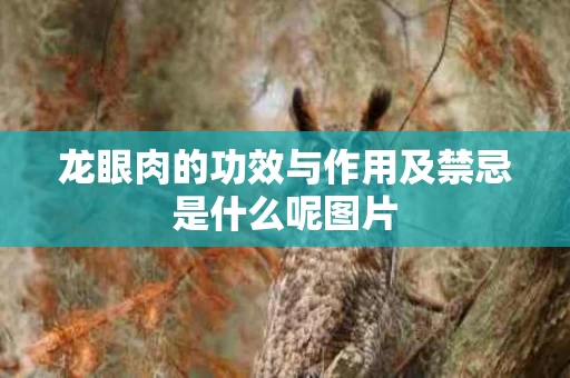 龙眼肉的功效与作用及禁忌是什么呢图片
