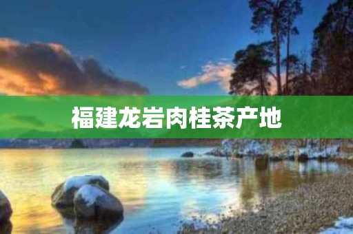 福建龙岩肉桂茶产地