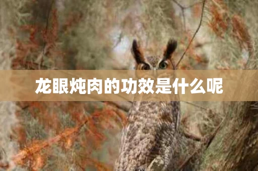 龙眼炖肉的功效是什么呢 龙眼炖肉的功效是什么呢