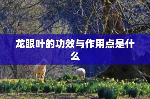 龙眼叶的功效与作用点是什么
