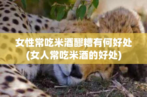 女性常吃米酒醪糟有何好处(女人常吃米酒的好处)