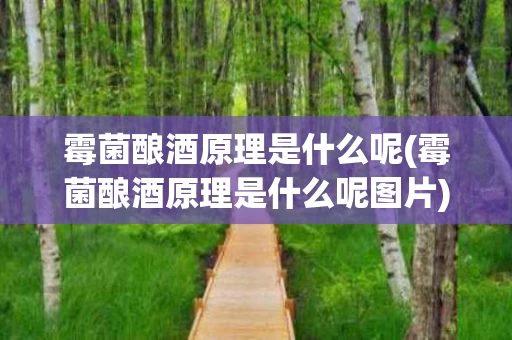 霉菌酿酒原理是什么呢(霉菌酿酒原理是什么呢图片)