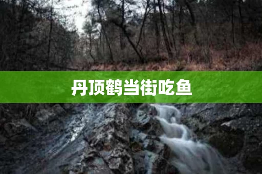 丹顶鹤当街吃鱼