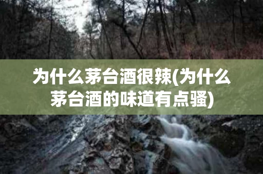 为什么茅台酒很辣(为什么茅台酒的味道有点骚)