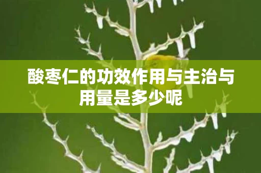 酸枣仁的功效作用与主治与用量是多少呢