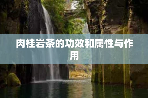 肉桂岩茶的功效和属性与作用