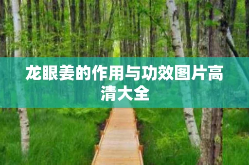 龙眼姜的作用与功效图片高清大全