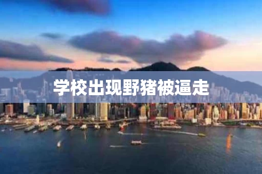 学校出现野猪被逼走