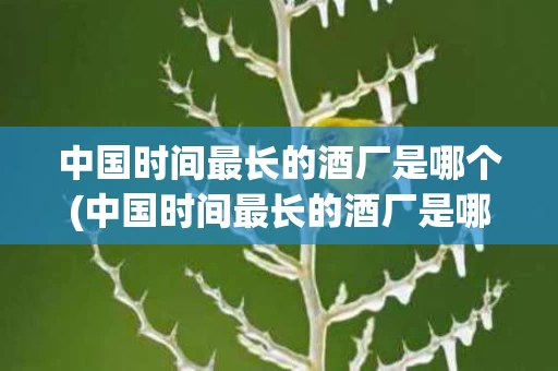 中国时间最长的酒厂是哪个(中国时间最长的酒厂是哪个厂)