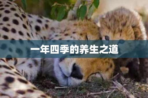 一年四季的养生之道