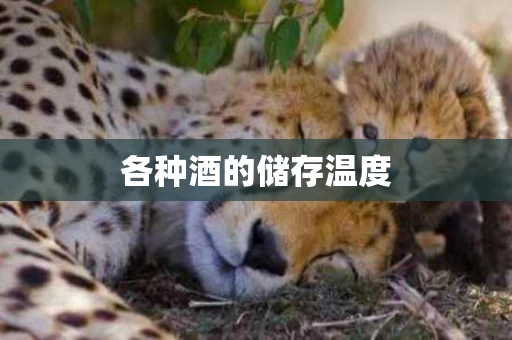 各种酒的储存温度