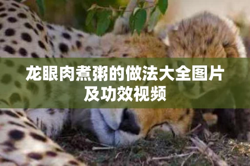 龙眼肉煮粥的做法大全图片及功效视频