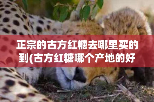 正宗的古方红糖去哪里买的到(古方红糖哪个产地的好)