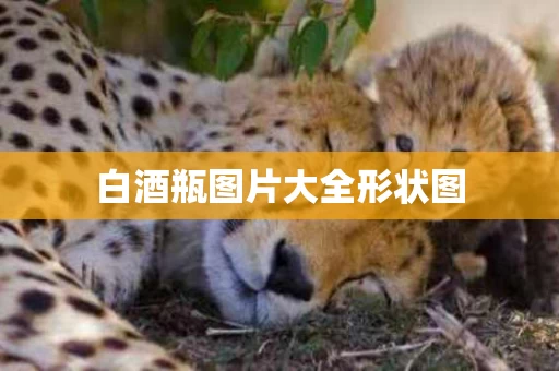 白酒瓶图片大全形状图