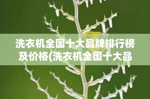 洗衣机全国十大品牌排行榜及价格(洗衣机全国十大品牌排行榜及价格及图片)