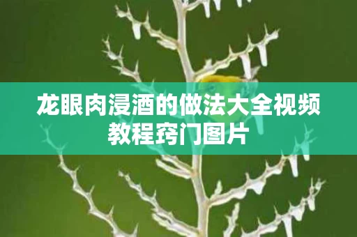 龙眼肉浸酒的做法大全视频教程窍门图片