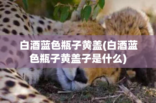 白酒蓝色瓶子黄盖(白酒蓝色瓶子黄盖子是什么)