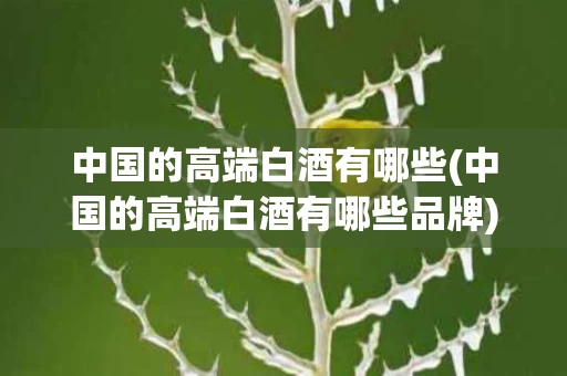 中国的高端白酒有哪些(中国的高端白酒有哪些品牌)