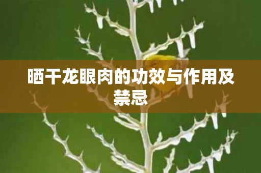 晒干龙眼肉的功效与作用及禁忌 晒干龙眼肉的功效与作用及禁忌