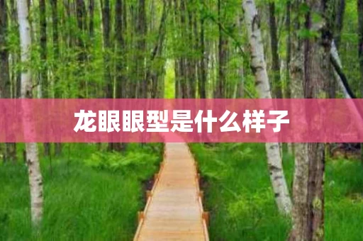 龙眼眼型是什么样子