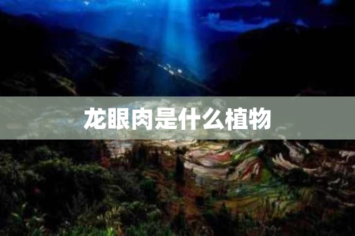 龙眼肉是什么植物