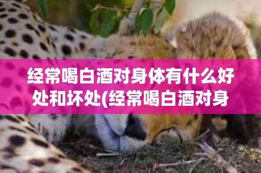 经常喝白酒对身体有什么好处和坏处(经常喝白酒对身体有好处吗)