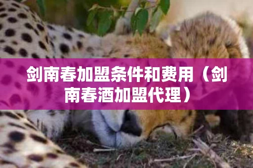 剑南春加盟条件和费用（剑南春酒加盟代理）