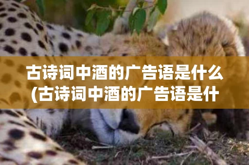 古诗词中酒的广告语是什么(古诗词中酒的广告语是什么意思)
