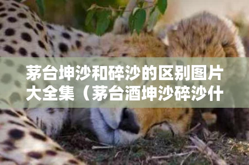 茅台坤沙和碎沙的区别图片大全集（茅台酒坤沙碎沙什么意思）