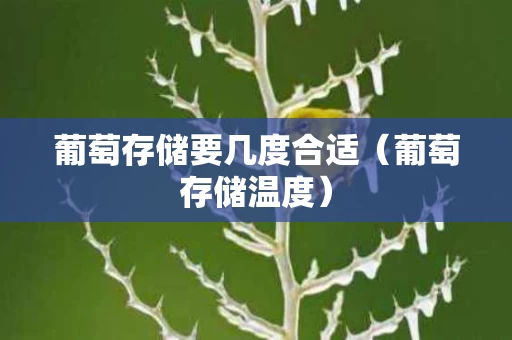 葡萄存储要几度合适（葡萄存储温度）