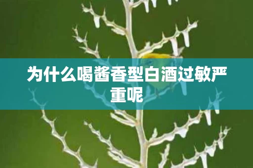 为什么喝酱香型白酒过敏严重呢