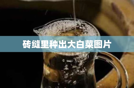 砖缝里种出大白菜图片