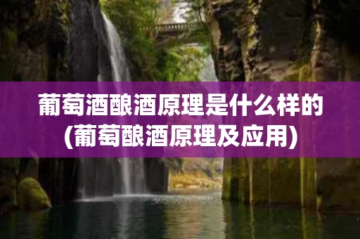 葡萄酒酿酒原理是什么样的(葡萄酿酒原理及应用)