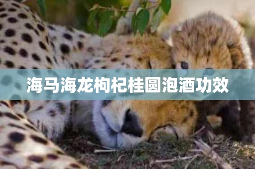 海马海龙枸杞桂圆泡酒功效 海马海龙枸杞桂圆泡酒功效