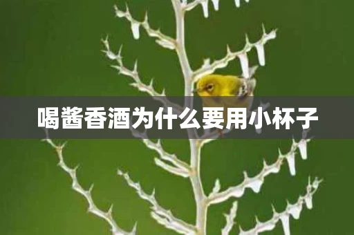 喝酱香酒为什么要用小杯子