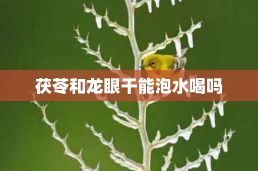 茯苓和龙眼干能泡水喝吗