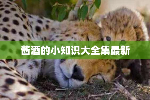 酱酒的小知识大全集最新