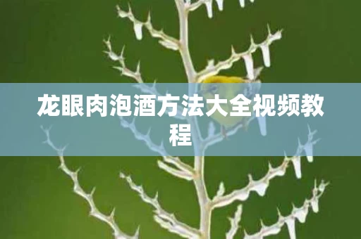 龙眼肉泡酒方法大全视频教程