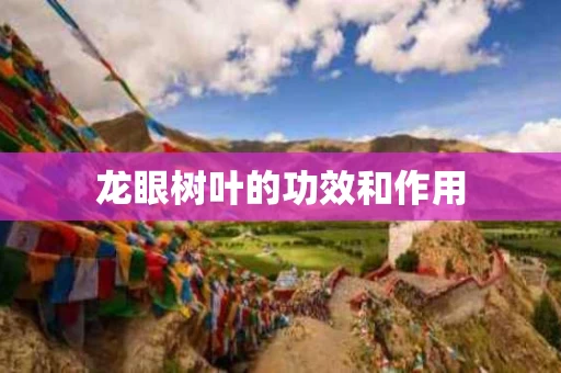龙眼树叶的功效和作用