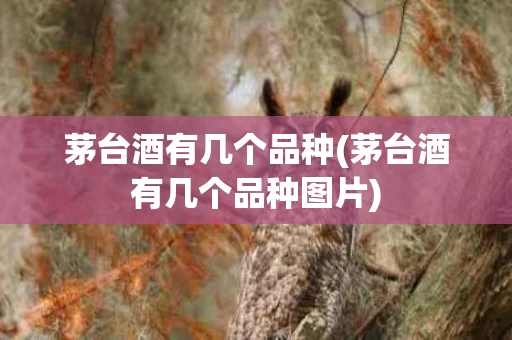 茅台酒有几个品种(茅台酒有几个品种图片)
